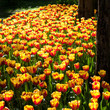 Photo: prato di tulipani prato di tulipani