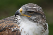 Königsrauhfußbussard