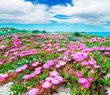 fuchsia flowers and white clouds