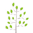 green leaves of the trees