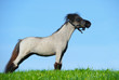 Photo: Miniature shetland pony Miniature shetland pony