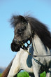 Photo: miniature shetland pony miniature shetland pony