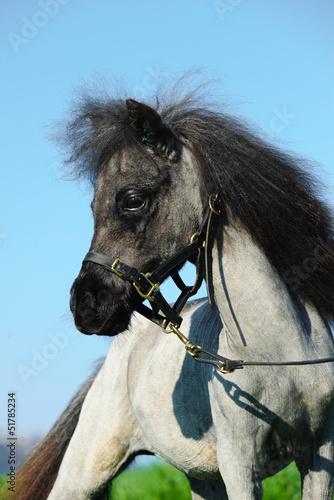 Photo: miniature shetland pony miniature shetland pony