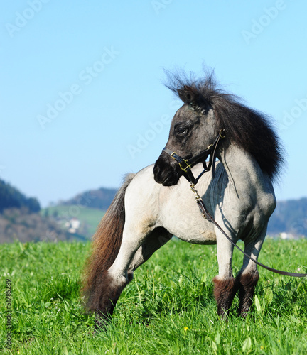 Photo: miniature shetland pony miniature shetland pony