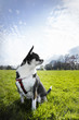 Chihuahua sitting in field