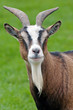 Ziege