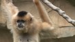 Gibbon