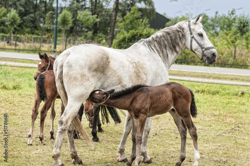 Photo: horses in a meadow horses in a meadow
