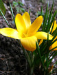 canvas print picture - gelber Krokus auf der Wiese
