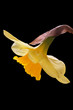daffodil