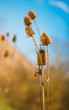 Foto: dry thistles in summer dry thistles in summer