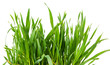 Foto: Fresh green wheat grass isolated Fresh green wheat grass isolated