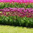 Photo: tulipani fucsia tulipani fucsia