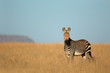 Cape Mountain Zebra, Mountain Zebra National Park