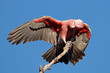 Galah Cockatoo, Kakadu National Park