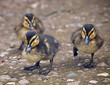 Ducklings