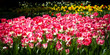 Photo: tulip tulip