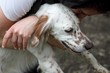 Beautiful young setter