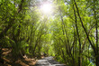 Asphalt road in tropical forest.