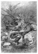 Snake : eating a Frog - Serpent dévorant une Grenouille