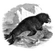Sea Lion - Lion de Mer - SeeLöwe