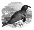 Seal - Phoque à Trompe