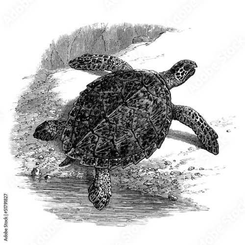 Illustration: Turtle - Schildkröte - Tortue : Chélonée Imbriquée Turtle - Schildkröte - Tortue : Chélonée Imbriquée