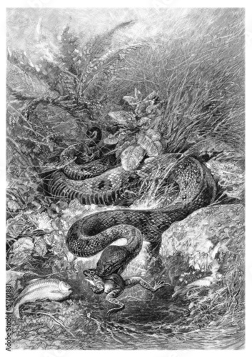 Illustration: Snake : eating a Frog - Serpent dévorant une Grenouille Snake : eating a Frog - Serpent dévorant une Grenouille