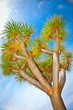 Drago tree in Orotava, Tenerife, Spain.