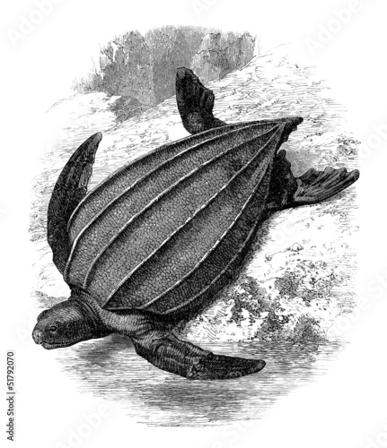 Illustration: Turtle - Schildkröte - Tortue Sphargis Turtle - Schildkröte - Tortue Sphargis