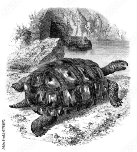 Illustration: Turtle - Schildkröte - Tortue Éléphantine Turtle - Schildkröte - Tortue Éléphantine