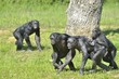 Photo: Bonobos Bonobos