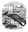 Whale - Baleine Franche