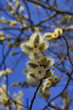 sunlit blossom willow on blue sky