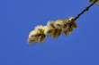 Fluffy twig of blossom willow on blue background