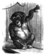 Monkey - Affe - Singe captif