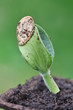 germination d'une graine