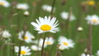 Video: Spring flowers Spring flowers