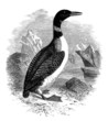 Sea-Fowl : Plongeon Imbrim