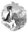 Macaroni Penguin -  Gorfou