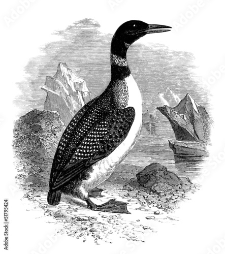 Illustration: Sea-Fowl : Plongeon Imbrim Sea-Fowl : Plongeon Imbrim