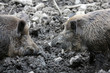 Foto: Face to Face Face to Face