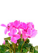 Cyclamen flowers