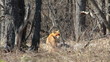 Video: Red fox in the wildlife (Vulpes vulpes) Red fox in the wildlife (Vulpes vulpes)