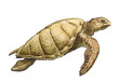 sea turtle