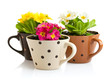 spring flowers with green leaves in pot isolated on white