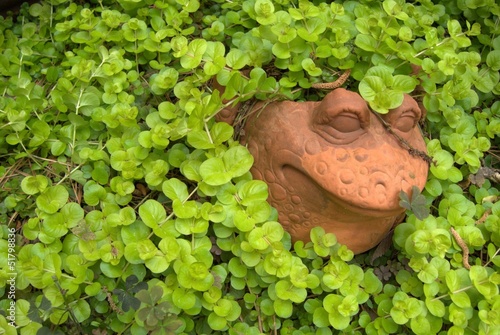 Photo: Frog surrounded by vines Frog surrounded by vines
