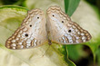 Foto: Farfalla - (Anartia jatrophae linnaeus) Farfalla - (Anartia jatrophae linnaeus)
