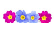 primroses