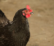 Portrait chicken